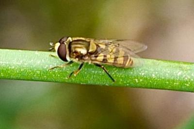 <i>Eupeodes</i>