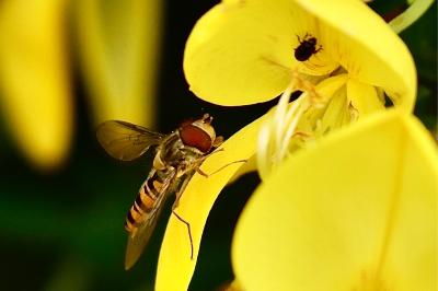 <i>Episyrphus balteatus</i>