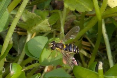 <i>Sphaerophoria</i>