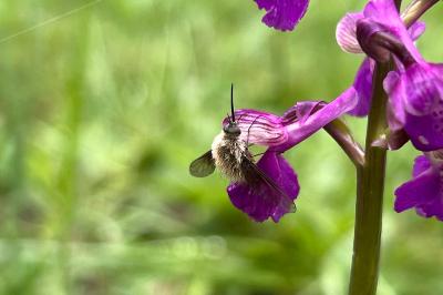 <i>Bombylius</i>