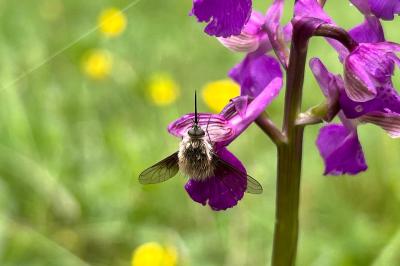 <i>Bombylius</i>