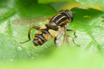 <i>Helophilus pendulus</i>