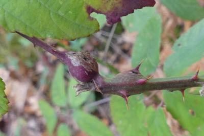 <i>Lasioptera rubi</i>