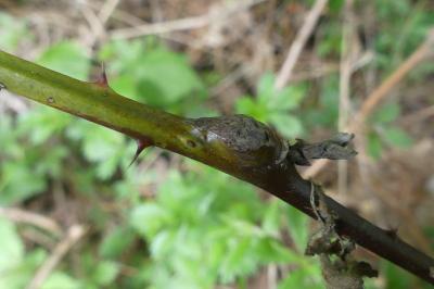 <i>Lasioptera rubi</i>