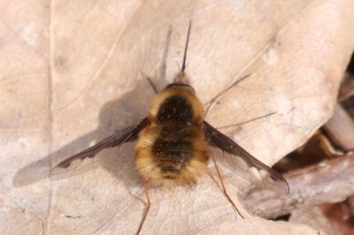 <i>Bombylius major</i>