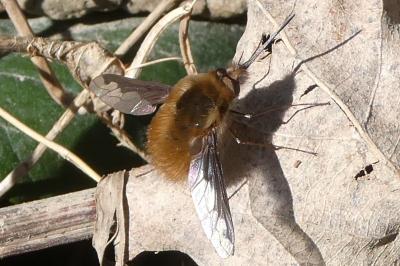 <i>Bombylius major</i>