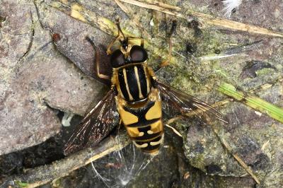 <i>Helophilus pendulus</i>