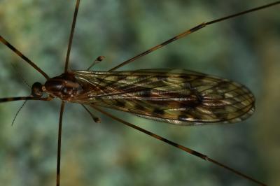 <i>Limonia nubeculosa</i>