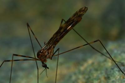 <i>Limonia nubeculosa</i>