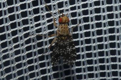 <i>Trypetoptera punctulata</i>