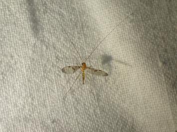 <i>Macrocera</i>