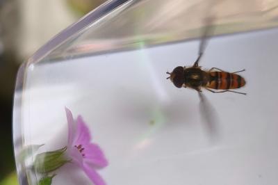 <i>Episyrphus balteatus</i>