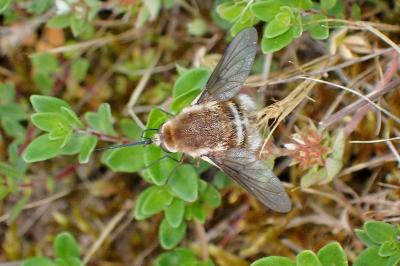 <i>Bombylius cruciatus</i>