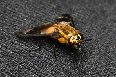 <i>Chrysops caecutiens</i>