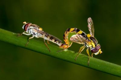 <i>Sphaerophoria scripta</i>
