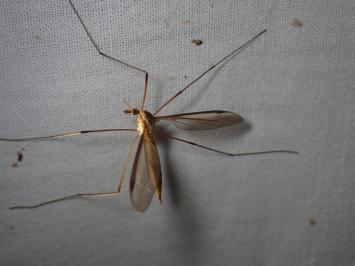 <i>Tipula</i>