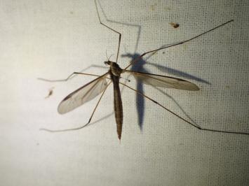 <i>Tipula</i>