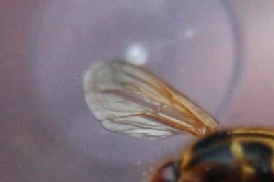 <i>Milesia crabroniformis</i>