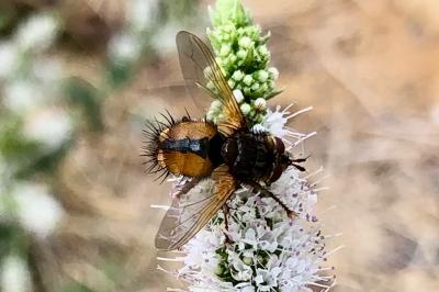 <i>Phryxe magnicornis</i>