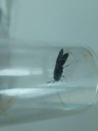 <i>Hermetia illucens</i>