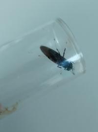 <i>Hermetia illucens</i>
