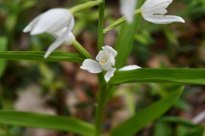 <i>Cephalanthera longifolia</i>