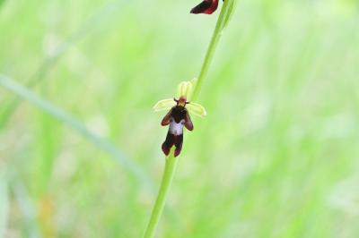 <i>Ophrys insectifera</i>