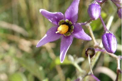 <i>Solanum dulcamara</i>
