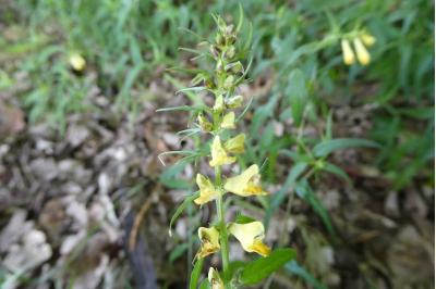 <i>Melampyrum pratense</i>