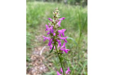 <i>Betonica officinalis</i>