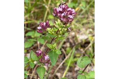 <i>Origanum vulgare</i>