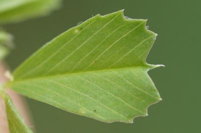 <i>Medicago polymorpha</i>