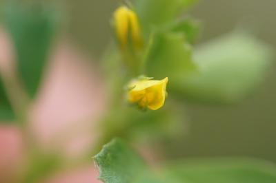 <i>Medicago polymorpha</i>