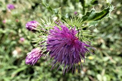 <i>Carduus crispus</i>
