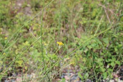 <i>Chondrilla juncea</i>