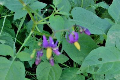 <i>Solanum dulcamara</i>
