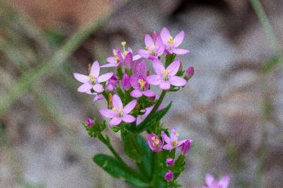 <i>Centaurium erythraea</i>