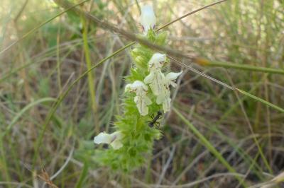 <i>Stachys recta</i>