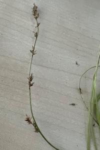 <i>Carex divulsa</i>