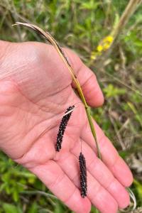 <i>Carex flacca</i>