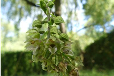 <i>Epipactis helleborine</i>