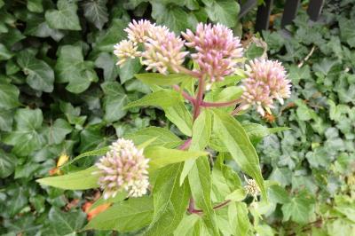 <i>Eupatorium cannabinum</i>