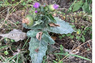 <i>Onopordum acanthium</i>