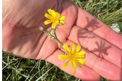 <i>Chondrilla juncea</i>