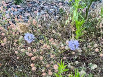 <i>Jasione montana</i>