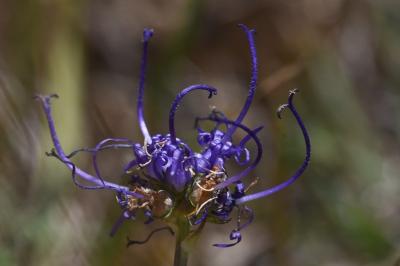 <i>Phyteuma orbiculare</i>
