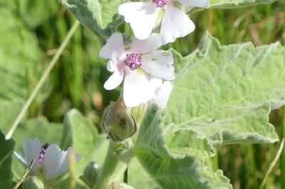 <i>Althaea officinalis</i>