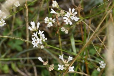 <i>Asperula cynanchica</i>