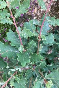 <i>Quercus pubescens</i>