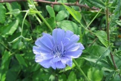 <i>Cichorium intybus</i>